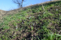 Fessia puschkinioides