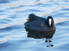 Fulica atra