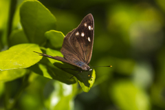 Eunica monima modesta