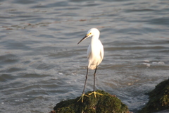 Egretta thula
