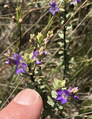 Veronica pimeleoides