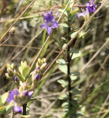 Veronica pimeleoides