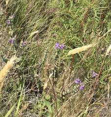 Veronica pimeleoides