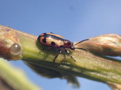 Crioceris paracenthesis