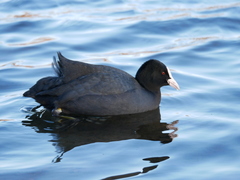Fulica atra