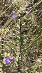 Veronica pimeleoides