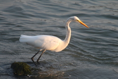 Ardea alba