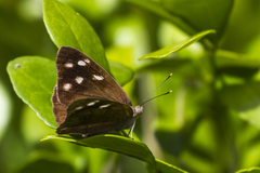 Eunica monima modesta