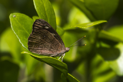 Eunica monima modesta