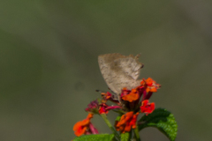 Surendra quercetorum biplagiata