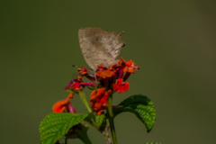 Surendra quercetorum biplagiata