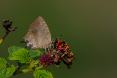 Surendra quercetorum biplagiata