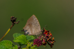 Surendra quercetorum biplagiata