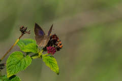 Surendra quercetorum biplagiata