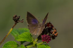 Surendra quercetorum biplagiata