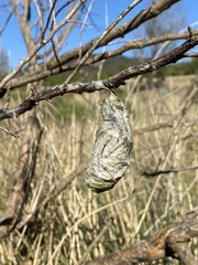 Rothschildia cinctus