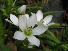 Gentianella divisa