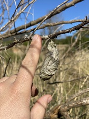 Rothschildia cinctus