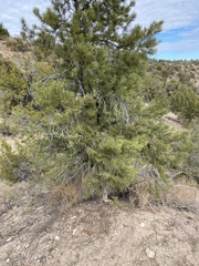 Pinus monophylla