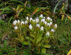 Gentianella divisa