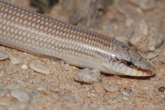 Chalcides sphenopsiformis