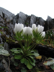 Gentianella divisa