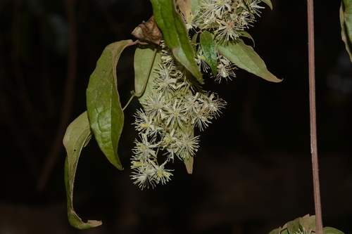Java Clematis (Clematis javana)