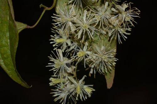Image of Clematis javana by no rights reserved