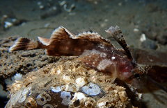 Nautichthys oculofasciatus