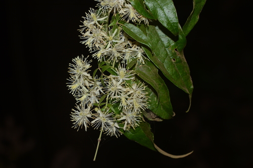 Image of Clematis javana by no rights reserved