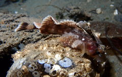 Nautichthys oculofasciatus