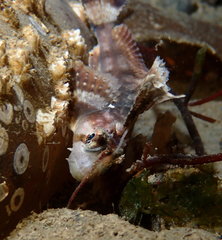 Nautichthys oculofasciatus