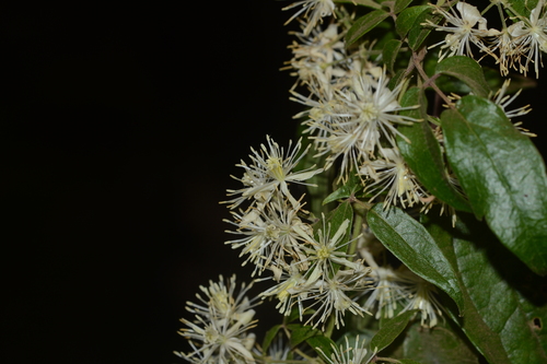 Image of Clematis javana by no rights reserved