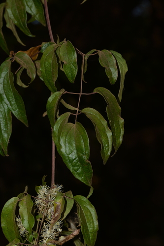 Image of Clematis javana by no rights reserved