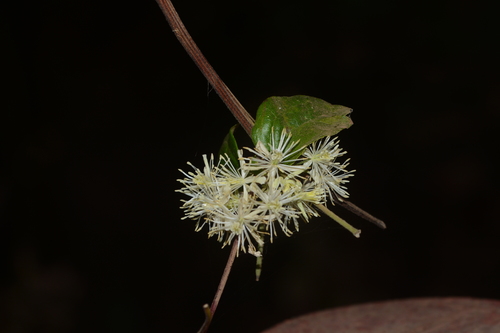 Image of Clematis javana by no rights reserved