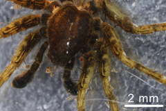 Pardosa vancouveri