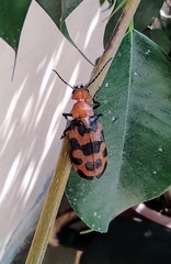 Cissites auriculata