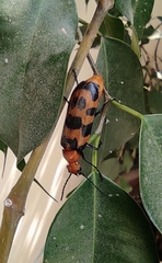 Cissites auriculata