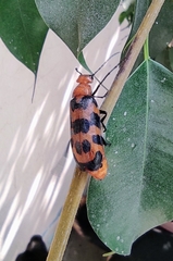 Cissites auriculata