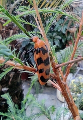 Cissites auriculata