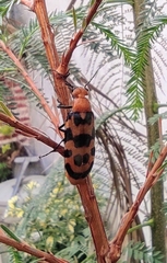 Cissites auriculata