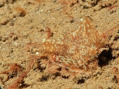 Coeloplana meteoris
