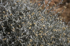 Helichrysum plebeium