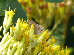 Calycopis caulonia