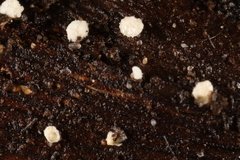 Crepidotus subverrucisporus