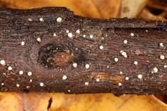 Crepidotus subverrucisporus