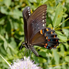 Papilio troilus