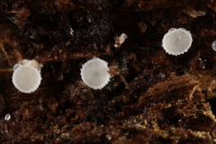 Dasyscyphella nivea