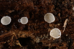Dasyscyphella nivea