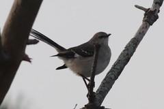Mimus polyglottos polyglottos